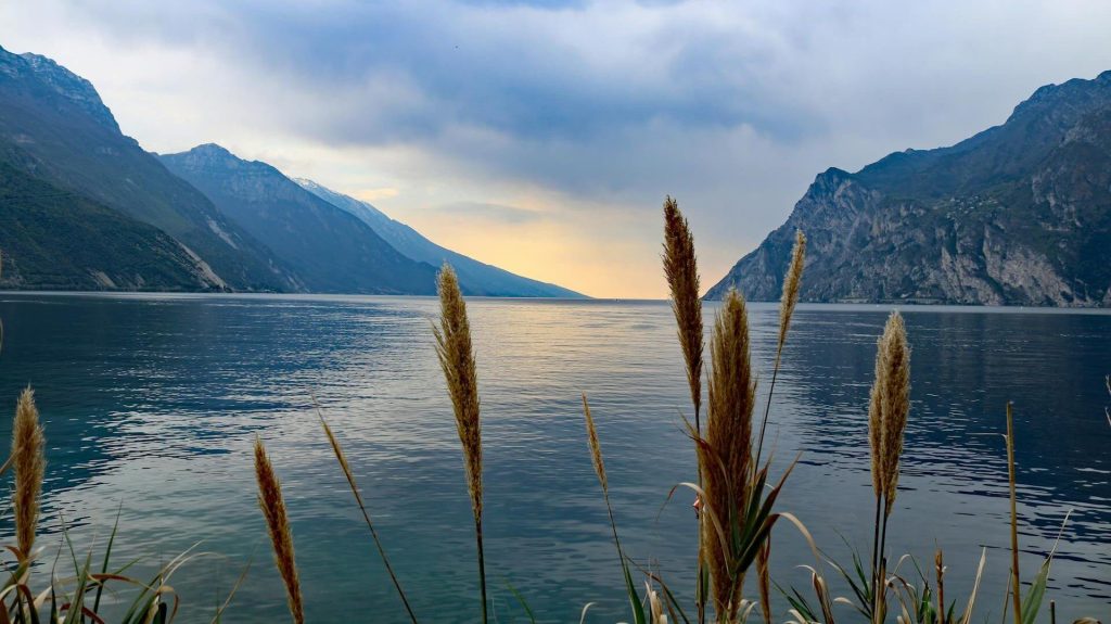 photo of plants in front of body of water and mountains